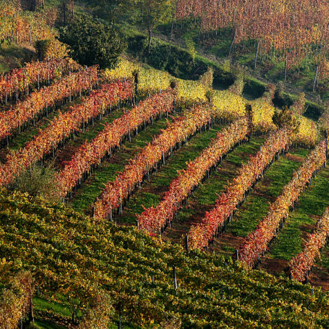 WINE and FOOD TOUR, LANGHE and MONFERRATO (Unesco World Heritage)