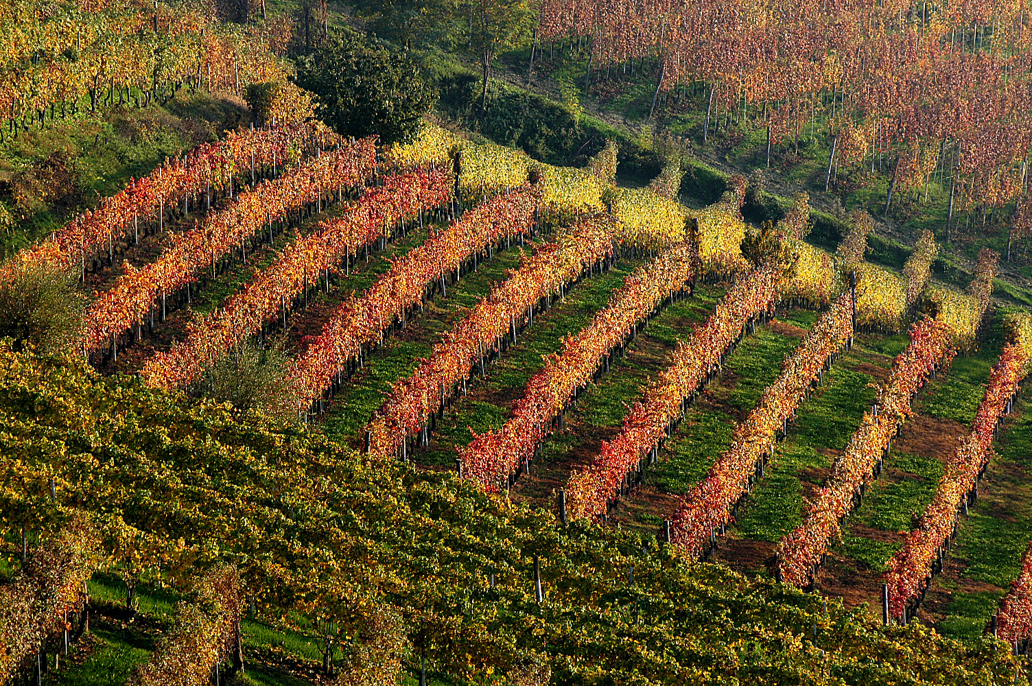WINE and FOOD TOUR, LANGHE and MONFERRATO (Unesco World Heritage)