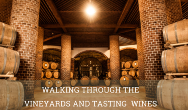 Walking through the vineyards and tasting wines cellar- Elite Luxury Tours